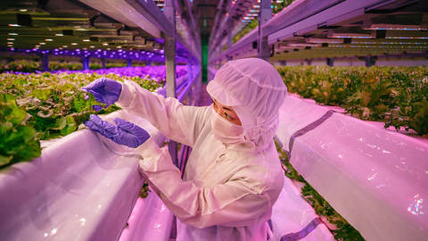 zadek29_Jonas GratzerLightRocket via Getty Images_verticalfarm