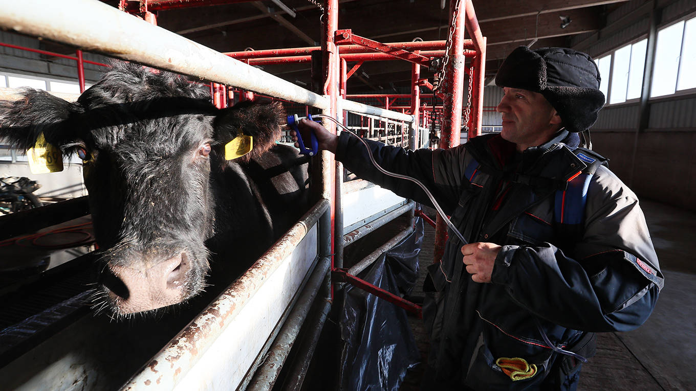chemnitz3_ (Photo by Gavriil GrigorovTASS via Getty Images_cow farm