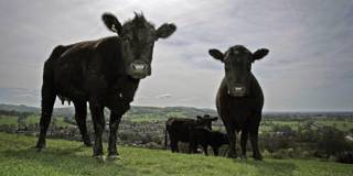 turner69_Christopher FurlongGetty Images_cows UK