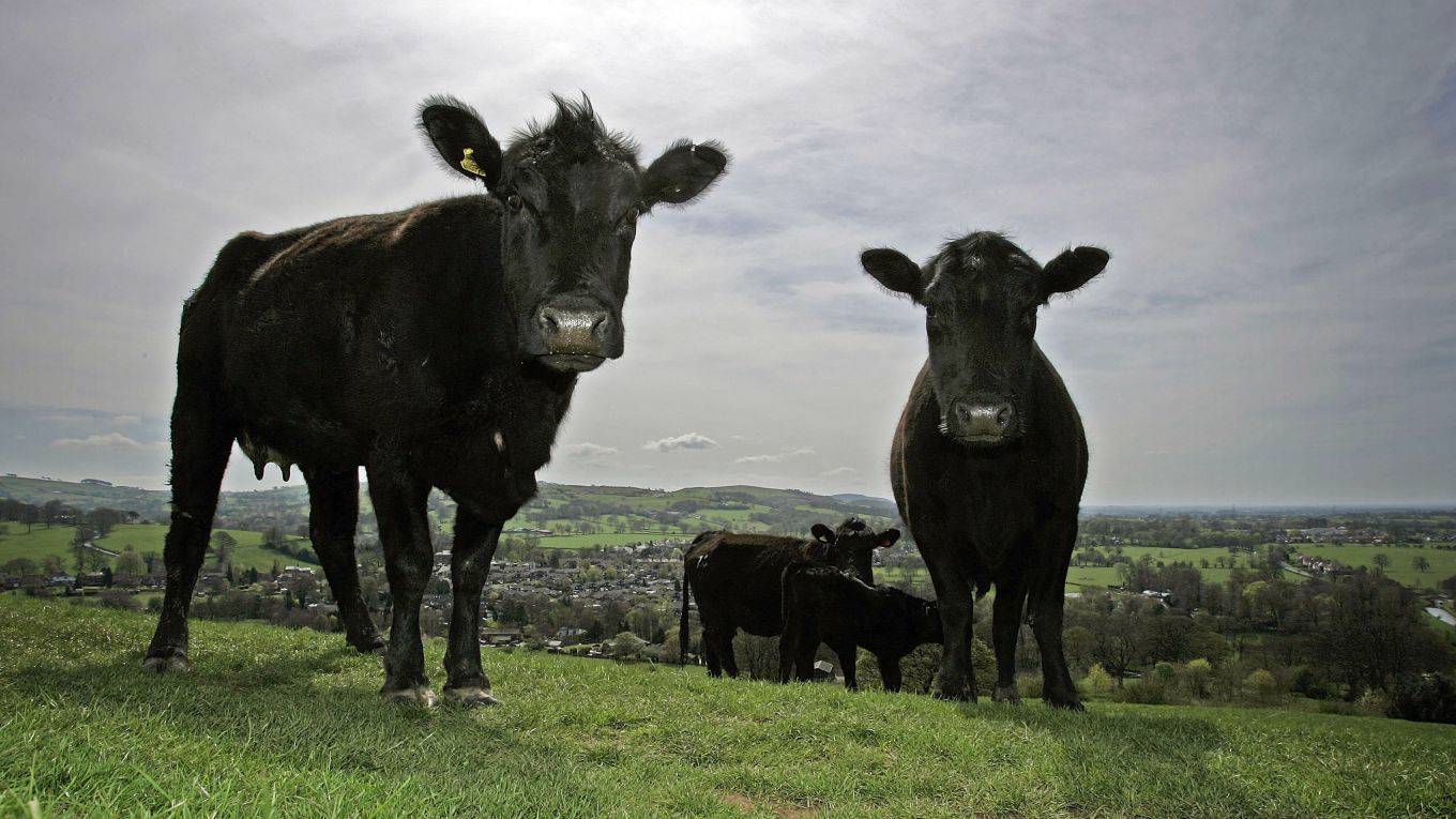 turner69_Christopher FurlongGetty Images_cows UK