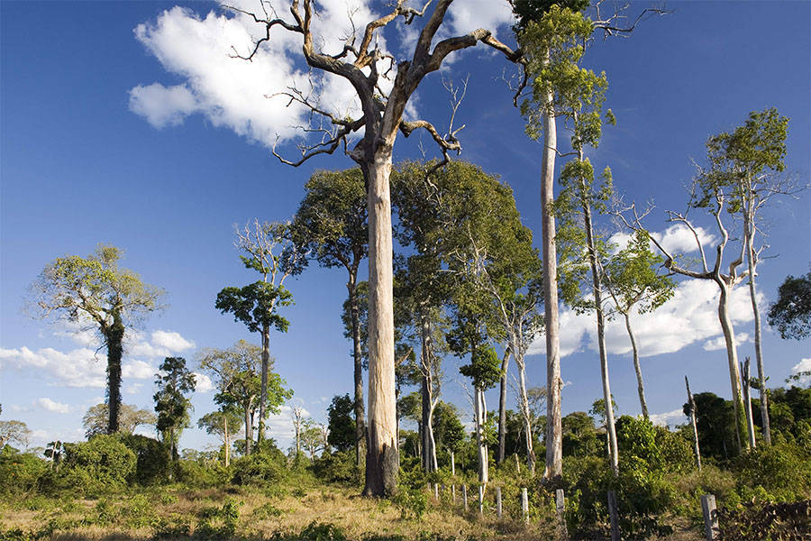 amazon deforestation