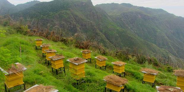 apiary ethiopia