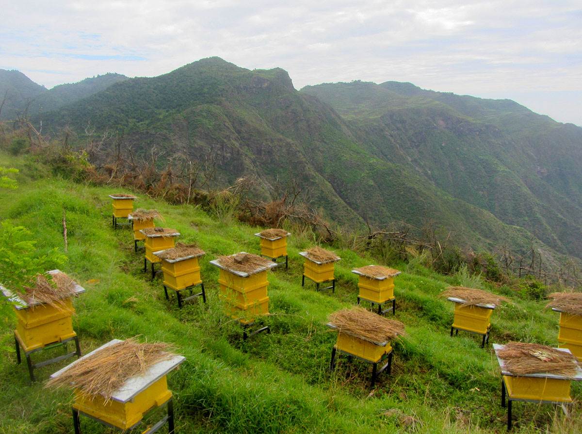 apiary ethiopia