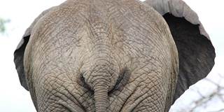 Elephant, back view