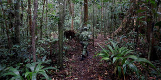 berahab1_LUDOVIC MARINAFP via Getty Images_gabonforest