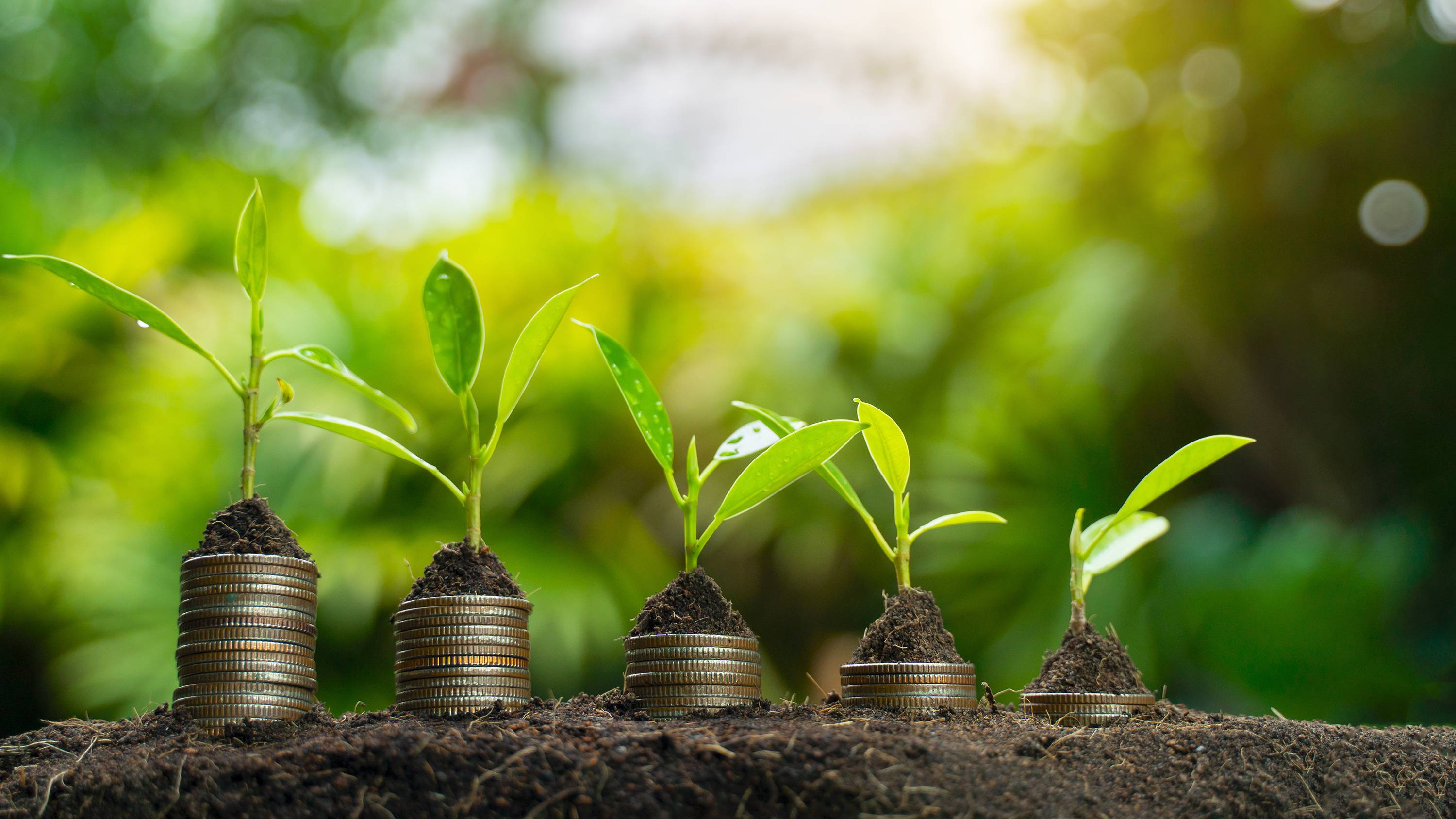 zahidi2_seksan MongkhonkhamsaoGetty Images_sustainabilitygrowthmoneyplant