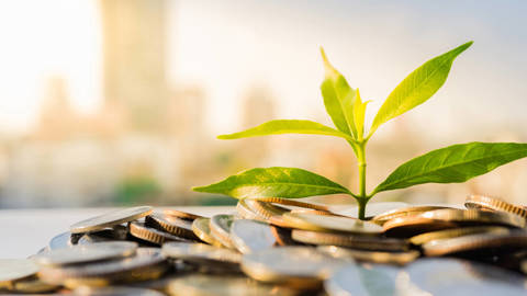 plant growing money