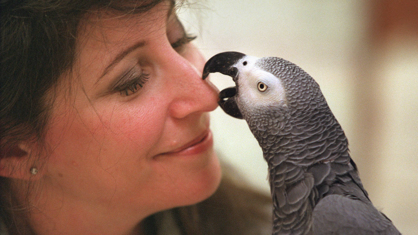 singer200_Anacleto RappingLos Angeles Times via Getty Images_parrot