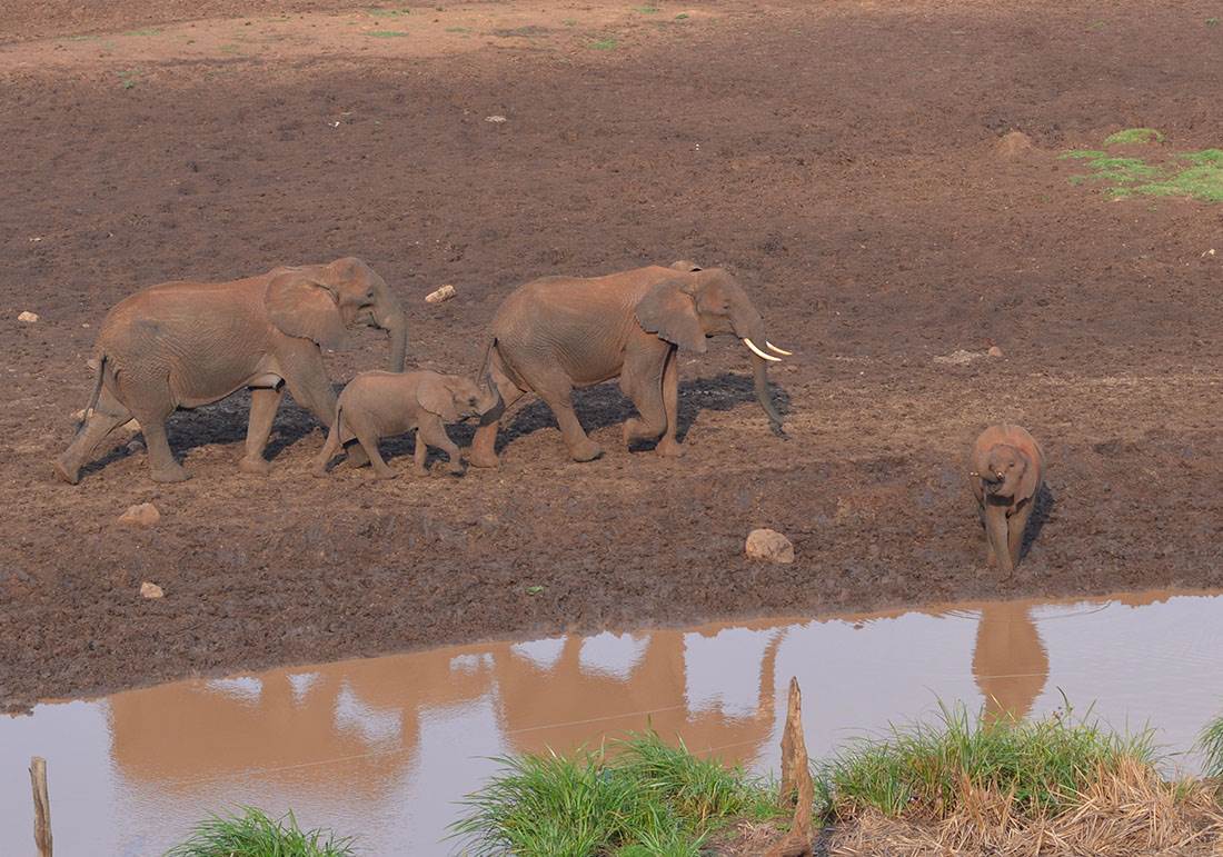 Kenya elephants