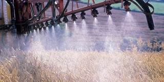 Barley sprayed with pesticide