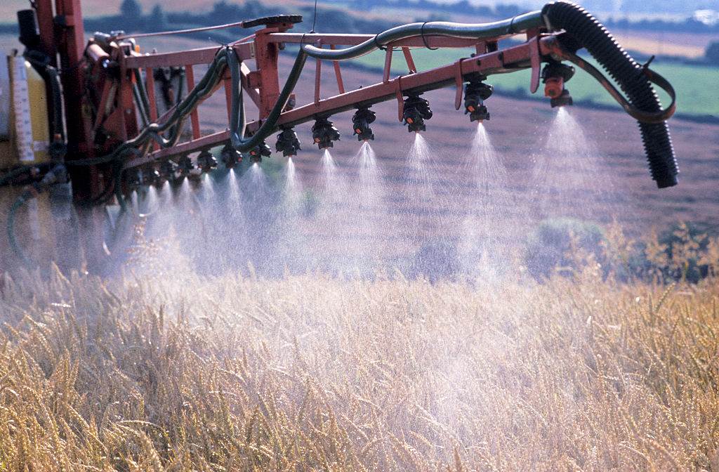 Barley sprayed with pesticide