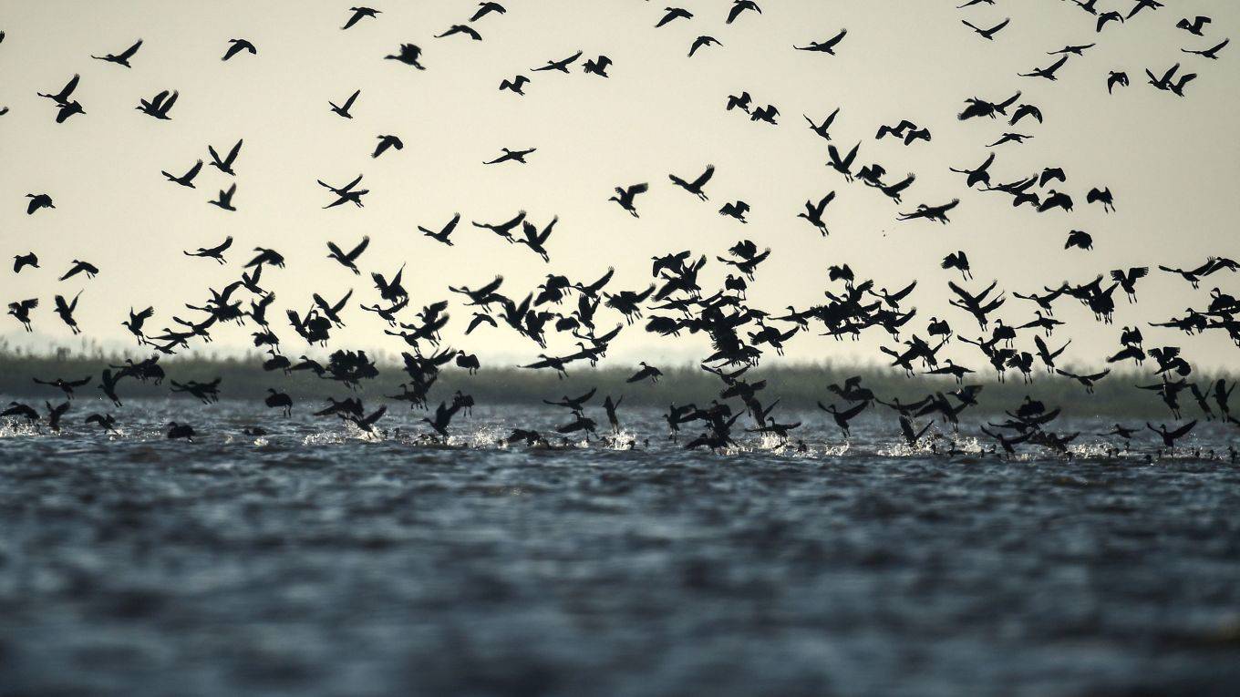 rojasurrego2_YE AUNG THUAFP via Getty Images_birds