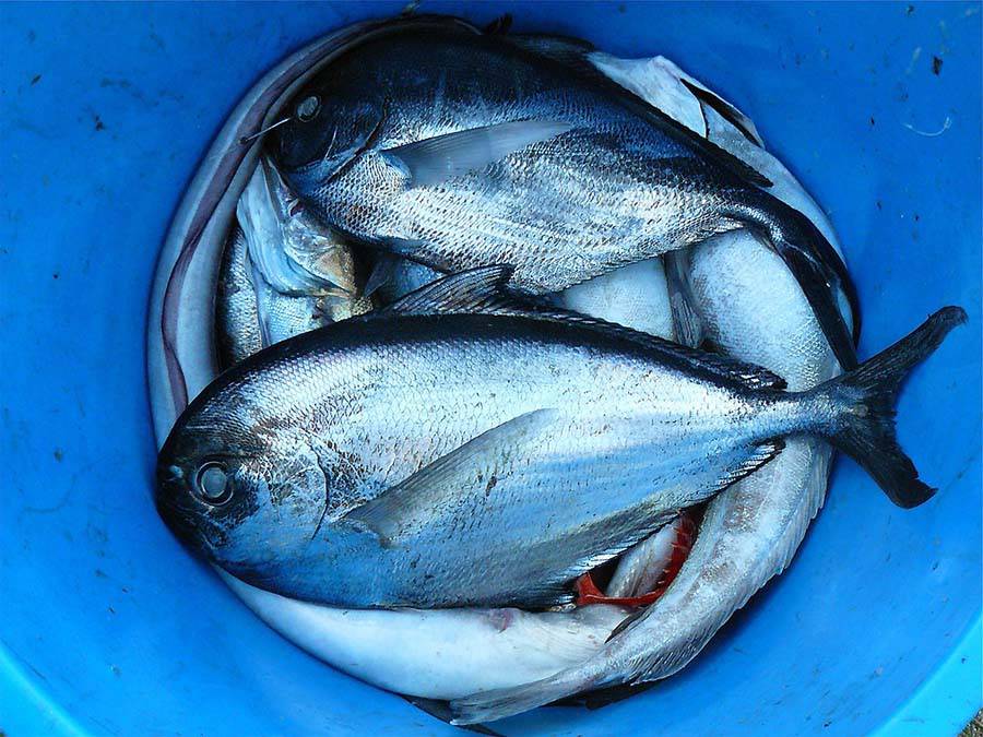 Fish in a bucket.