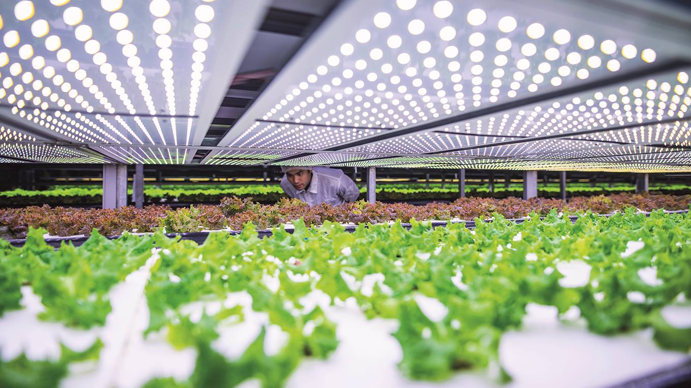 watson3_GEttyImages_plantfarm