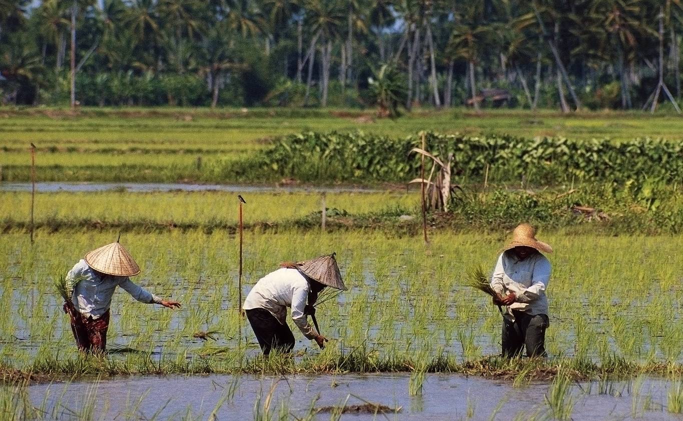 asadullah10DEA N. CIRANI Contributor_farm workers malaysia