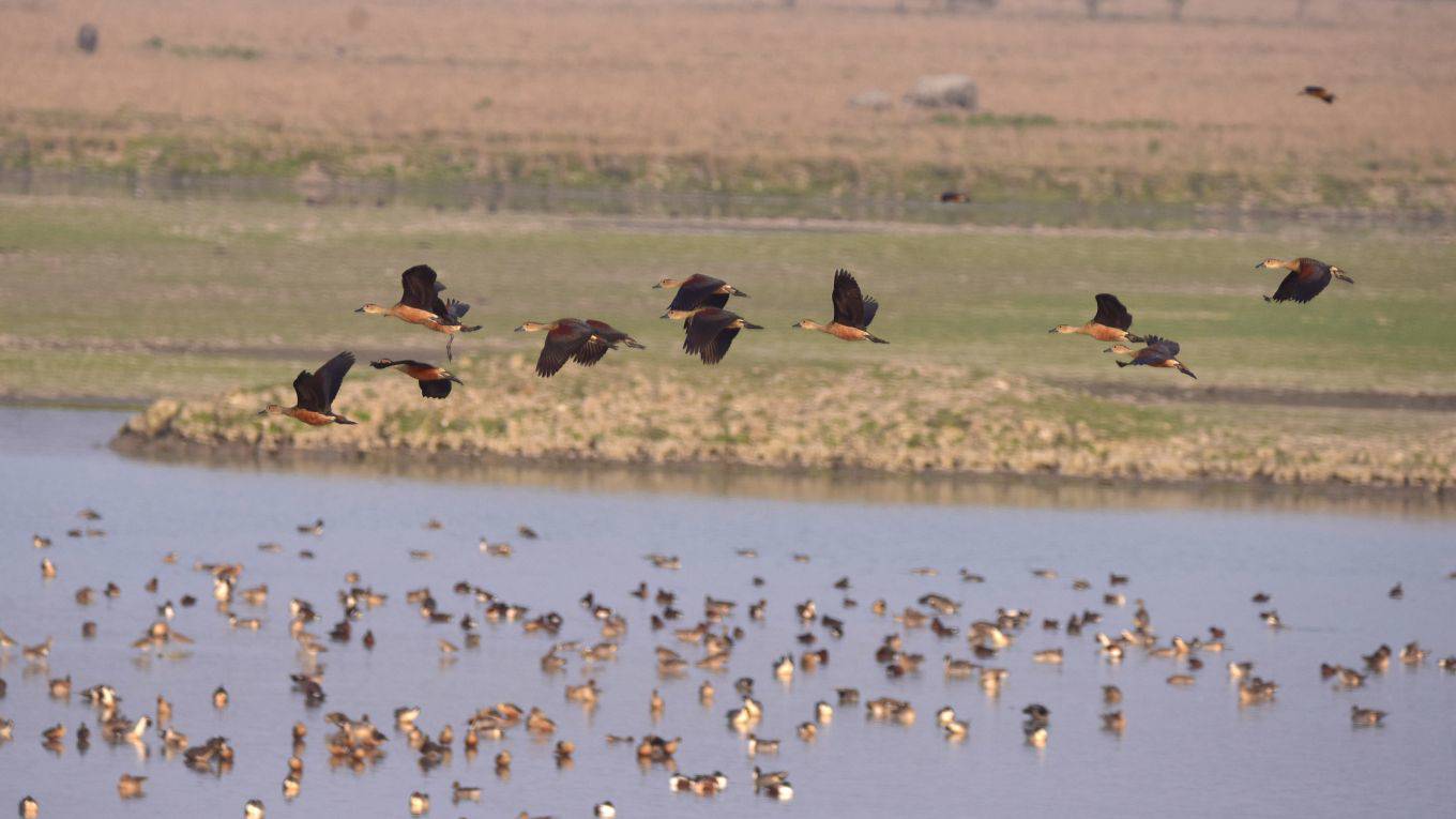 rojasurrego3_Anuwar HazarikaNurPhoto via Getty Images_wetland