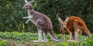 Red kangaroos 