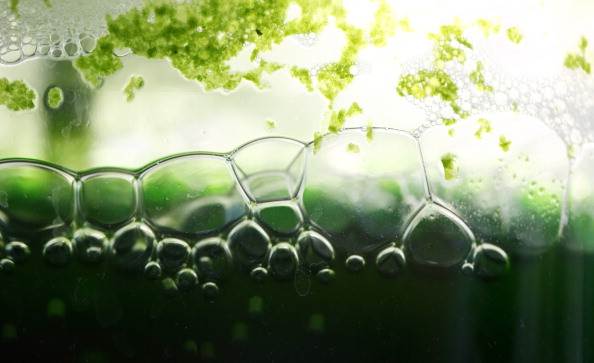 fuhr5_Bloomberg_Getty Images_Biofuel