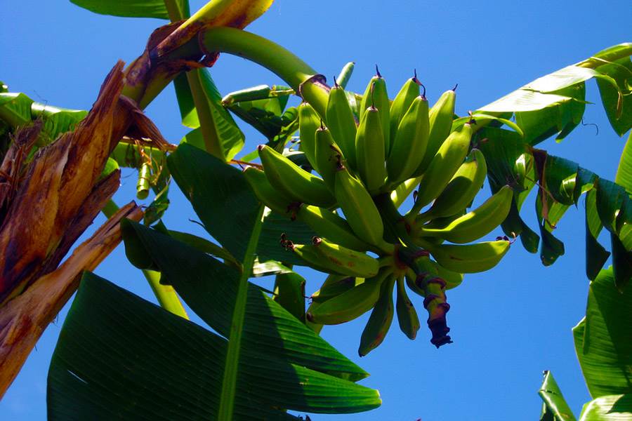 banana tree