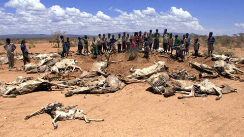 A group of Ethiopians stand nearby rotten carcasses of animals