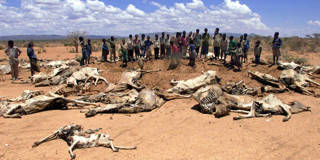 A group of Ethiopians stand nearby rotten carcasses of animals