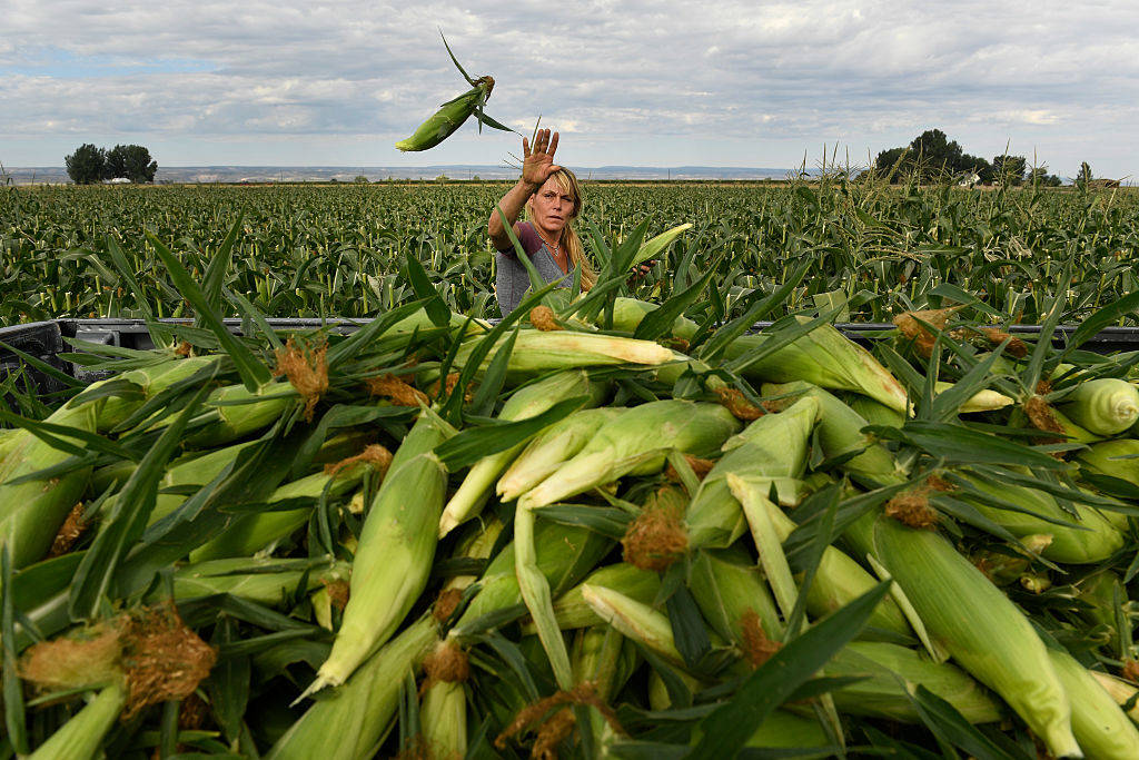 Colorado farmer