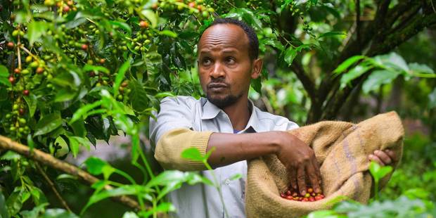 kenewendo1Michael TeweldeXinhua via Getty Images_coffee farmer ethiopia