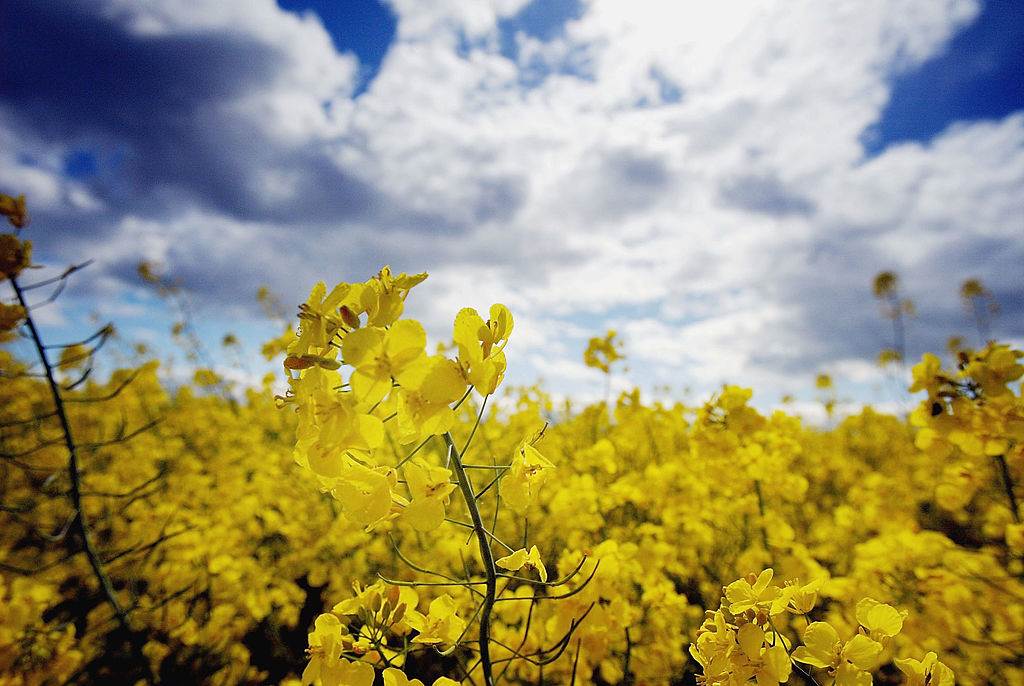 hammond1_Christopher Furlong_Getty Images_canola