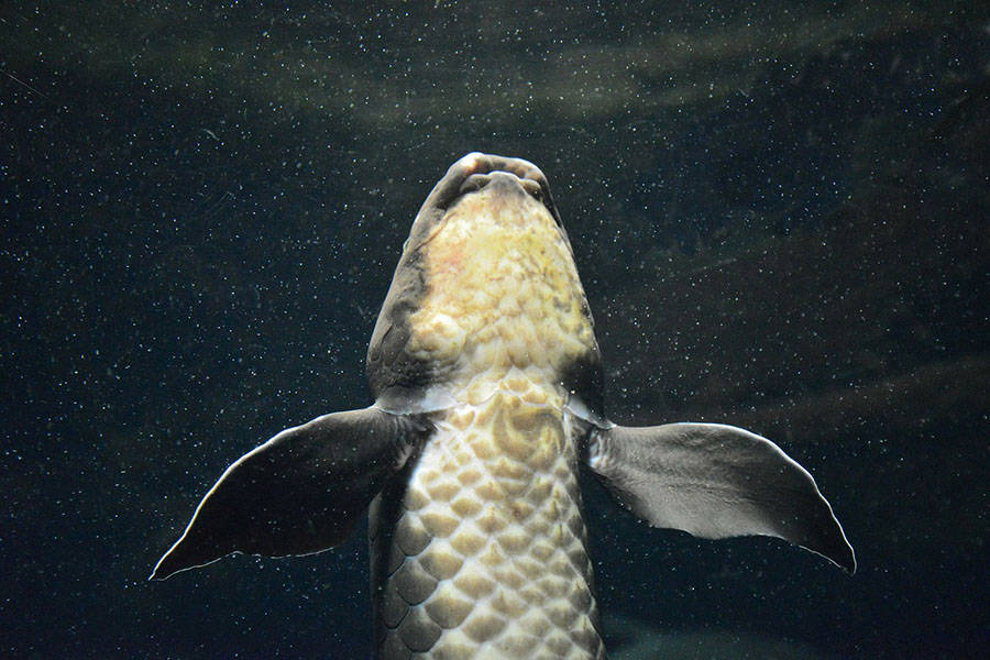Lung fish.