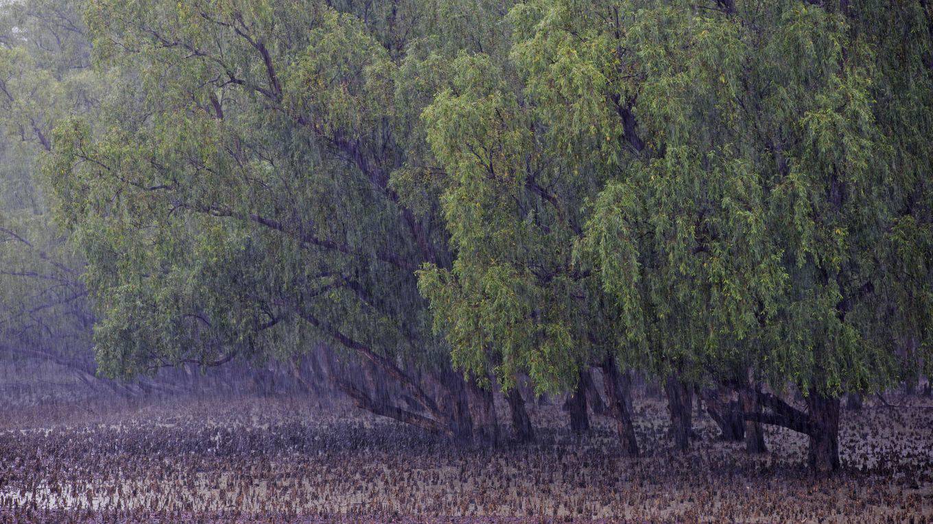 watson4_Yousuf TusharLightRocket via Getty Images_sundarbans