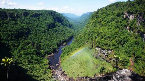 banga4_PATRICK FORTAFP via Getty Images_rainforest