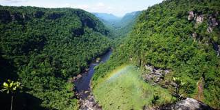 banga4_PATRICK FORTAFP via Getty Images_rainforest