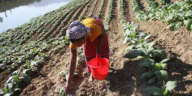 Woman sustainable farming Bangladesh
