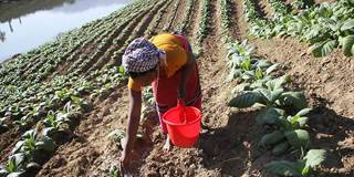 Woman sustainable farming Bangladesh