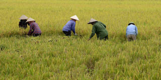 Farmers in Vietnam