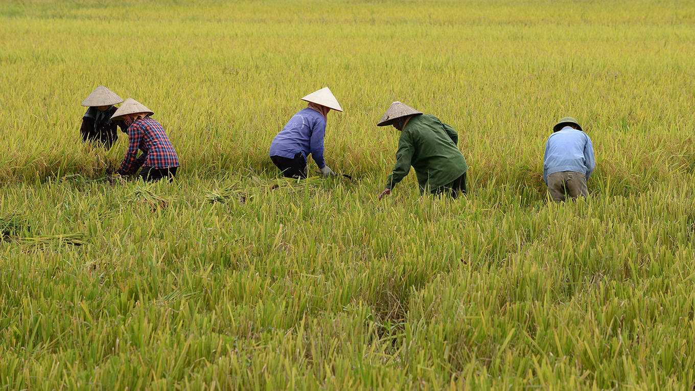 Farmers in Vietnam