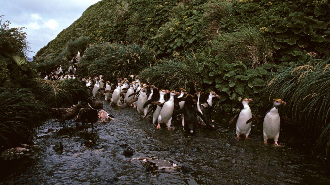 sala3_AuscapeUniversal Images Group via Getty Images_penguins