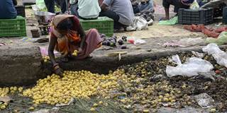 An Indian woman picks out lemons left discarded as rotten on the edge of a vegetable market 