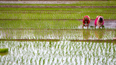 houngbo2_Prabin RanabhatSOPA ImageLightRocket via Getty Images_farmer rice