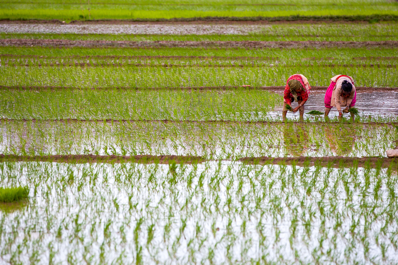 houngbo2_Prabin RanabhatSOPA ImageLightRocket via Getty Images_farmer rice