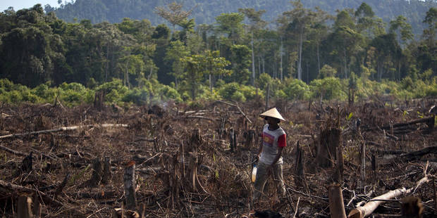 gomera2_Robert NickelsbergGetty Images_deforestation indonesia