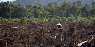 gomera2_Robert NickelsbergGetty Images_deforestation indonesia