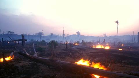 Amazon burning forest