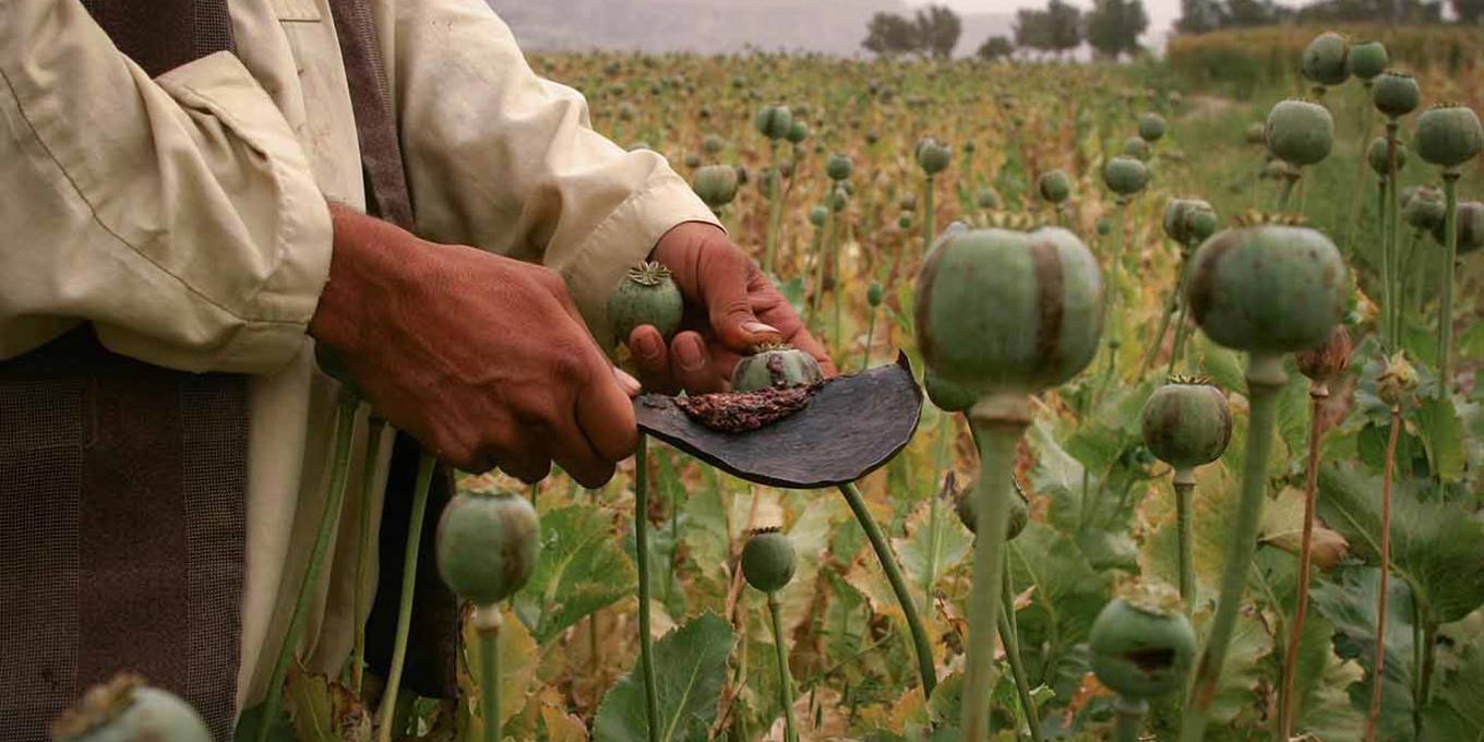 Кукнори усимлиги. Опиумный мак героин афганистане. Мак снотворный афганистан. Гули кукнор. Кукнор мак.