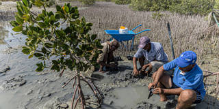 berglof37_KHALED DESOUKIAFP via Getty Images_mangroves