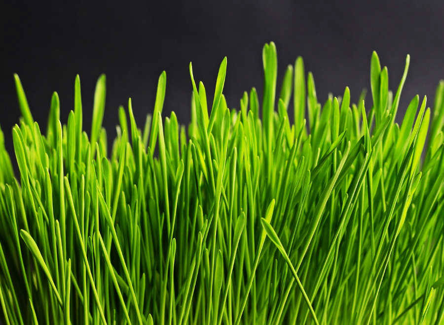 Grass