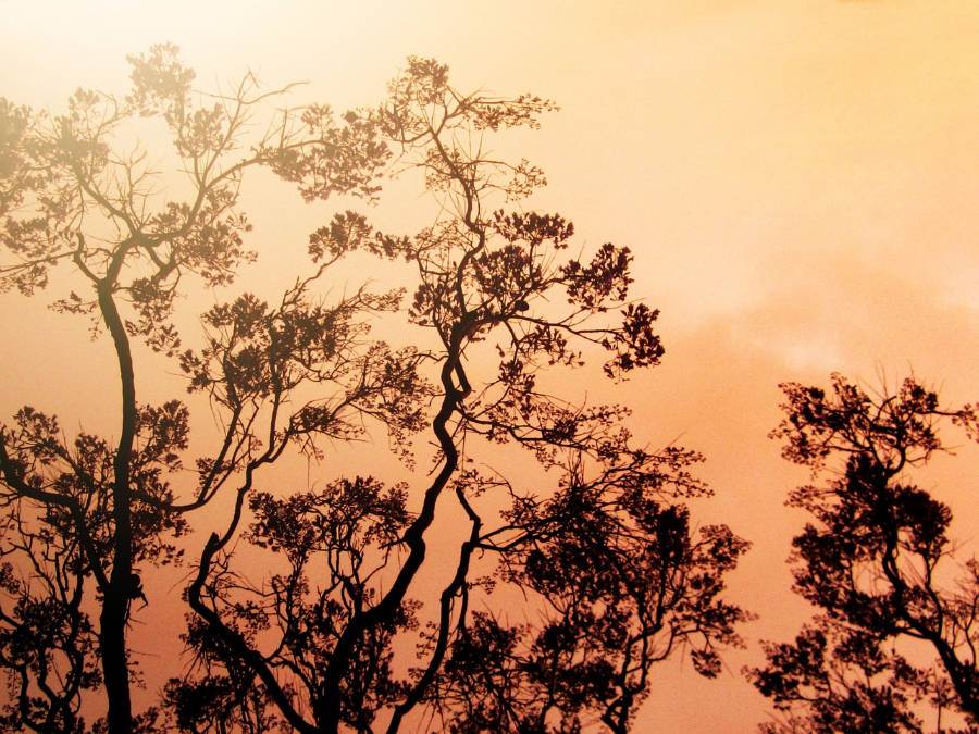 Forest fire in Indonesia