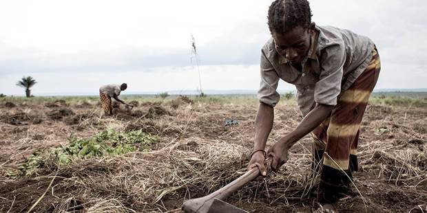 Congolese woman cleans an area of land to start to cultivate crops