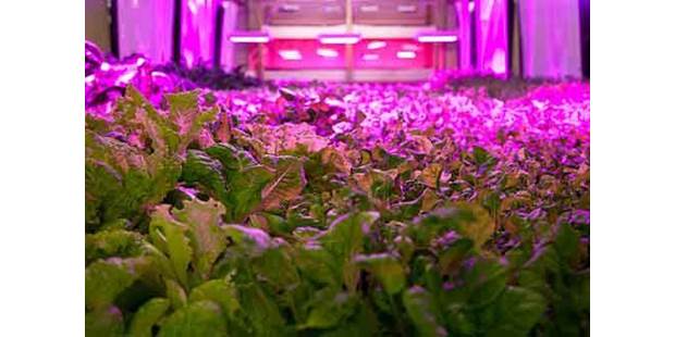 vertical farming greenhouse