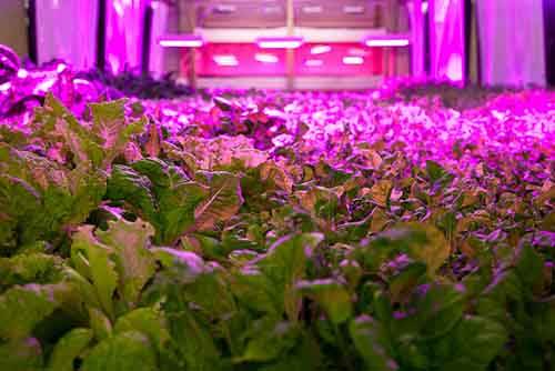 vertical farming greenhouse